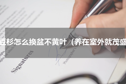 红豆杉怎么换盆不黄叶（养在室外就茂盛）