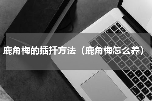 鹿角梅的插扦方法（鹿角梅怎么养）