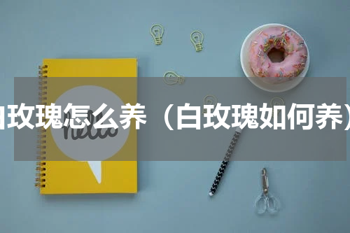 白玫瑰怎么养（白玫瑰如何养）