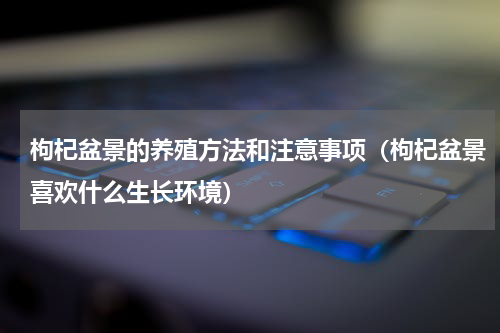枸杞盆景的养殖方法和注意事项（枸杞盆景喜欢什么生长环境）