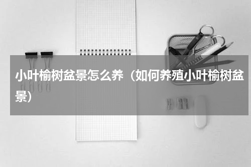 小叶榆树盆景怎么养（如何养殖小叶榆树盆景）
