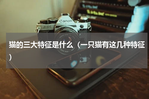 猫的三大特征是什么（一只猫有这几种特征）