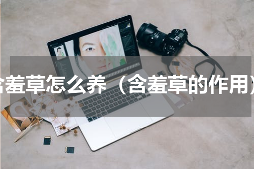 含羞草怎么养（含羞草的作用）