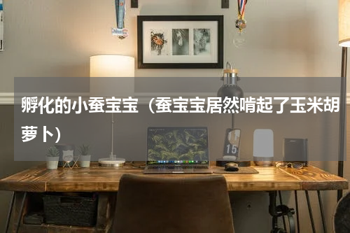 孵化的小蚕宝宝（蚕宝宝居然啃起了玉米胡萝卜）