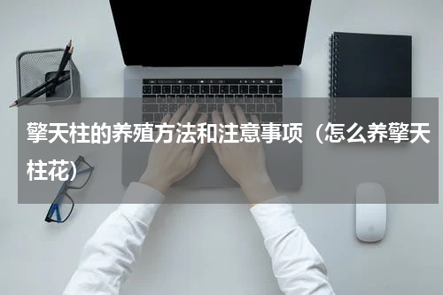擎天柱的养殖方法和注意事项（怎么养擎天柱花）