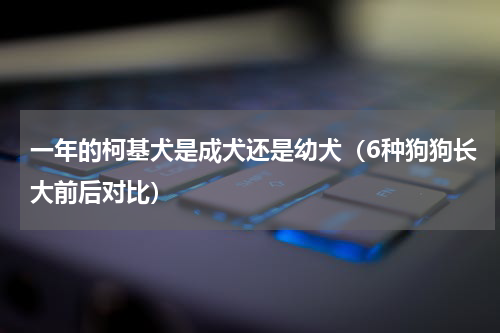 一年的柯基犬是成犬还是幼犬（6种狗狗长大前后对比）