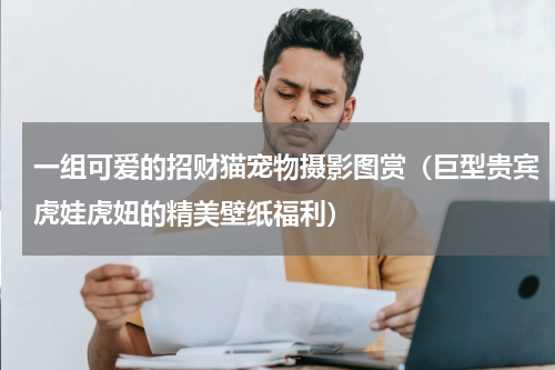 一组可爱的招财猫宠物摄影图赏（巨型贵宾虎娃虎妞的精美壁纸福利）