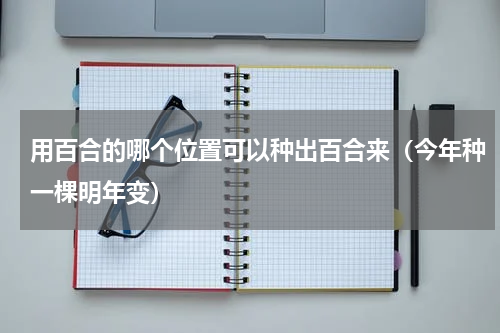用百合的哪个位置可以种出百合来（今年种一棵明年变）
