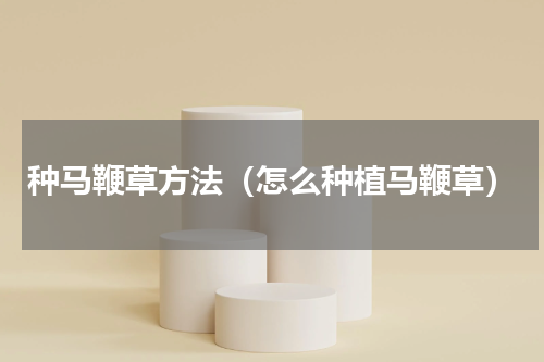 种马鞭草方法（怎么种植马鞭草）