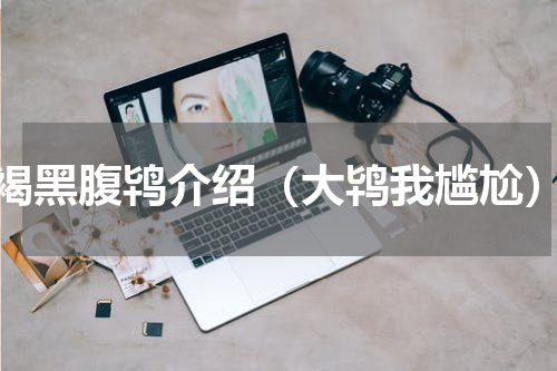 褐黑腹鸨介绍（大鸨我尴尬）