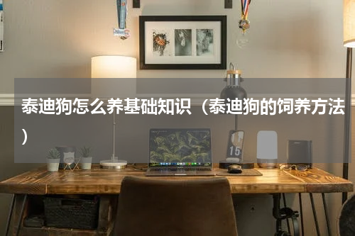 泰迪狗怎么养基础知识（泰迪狗的饲养方法）