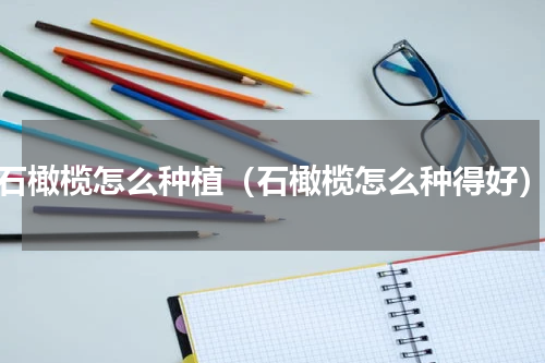 石橄榄怎么种植（石橄榄怎么种得好）