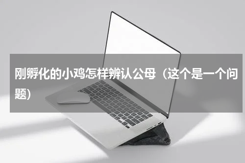 刚孵化的小鸡怎样辨认公母（这个是一个问题）