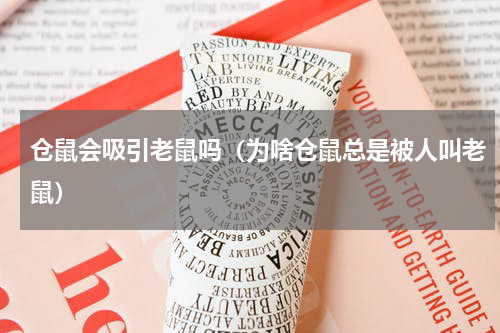 仓鼠会吸引老鼠吗（为啥仓鼠总是被人叫老鼠）