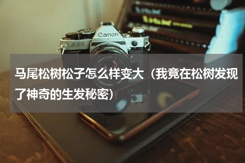 马尾松树松子怎么样变大（我竟在松树发现了神奇的生发秘密）