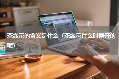 茶霏花的含义是什么（茶霏花什么时候开的呢）