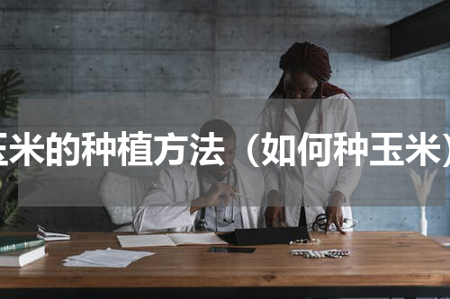 玉米的种植方法（如何种玉米）