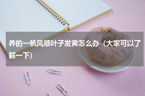 养的一帆风顺叶子发黄怎么办（大家可以了解一下）