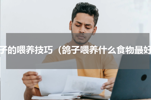 鸽子的喂养技巧（鸽子喂养什么食物最好）