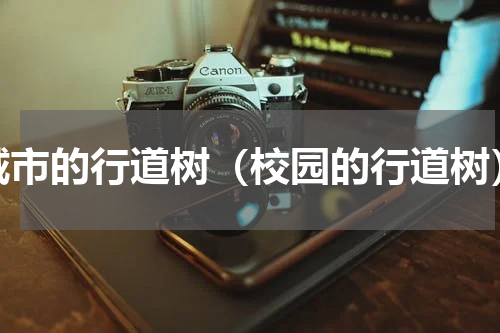城市的行道树（校园的行道树）