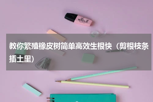 教你繁殖橡皮树简单高效生根快（剪根枝条插土里）