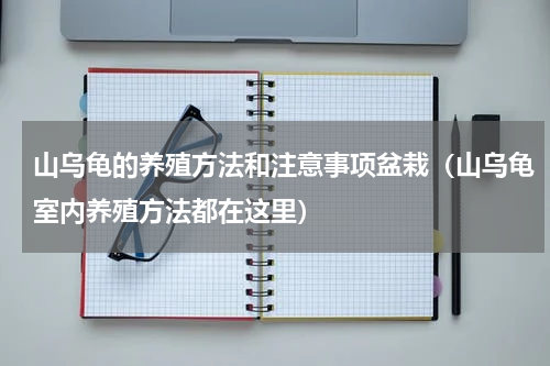 山乌龟的养殖方法和注意事项盆栽（山乌龟室内养殖方法都在这里）