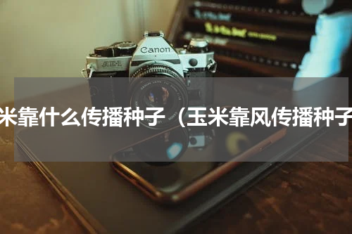 玉米靠什么传播种子（玉米靠风传播种子）