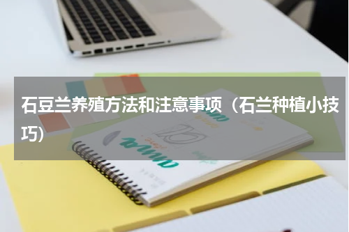 石豆兰养殖方法和注意事项（石兰种植小技巧）