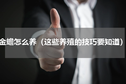 金蟾怎么养（这些养殖的技巧要知道）