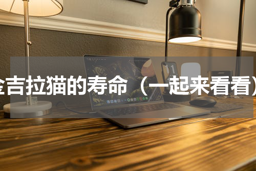 金吉拉猫的寿命（一起来看看）