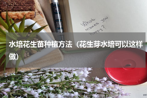 水培花生苗种植方法（花生芽水培可以这样做）