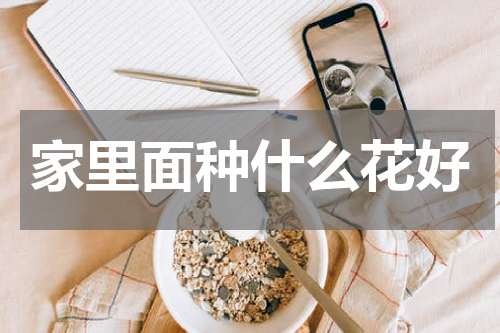 家里面种什么花好