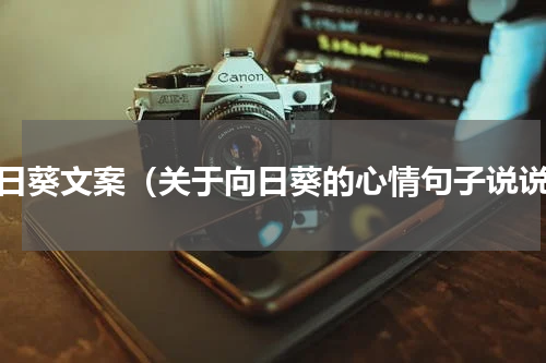 向日葵文案（关于向日葵的心情句子说说）