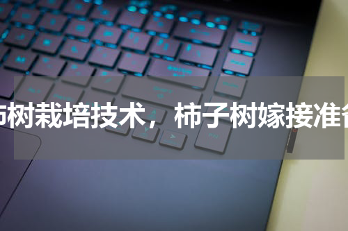 柿树栽培技术，柿子树嫁接准备