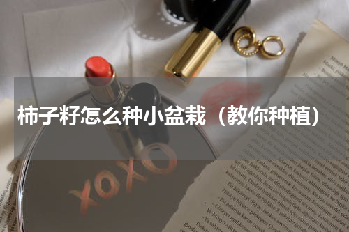 柿子籽怎么种小盆栽（教你种植）