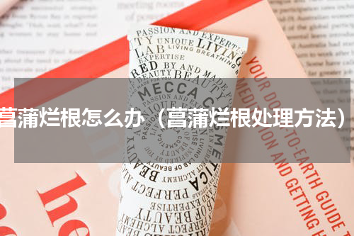 菖蒲烂根怎么办（菖蒲烂根处理方法）