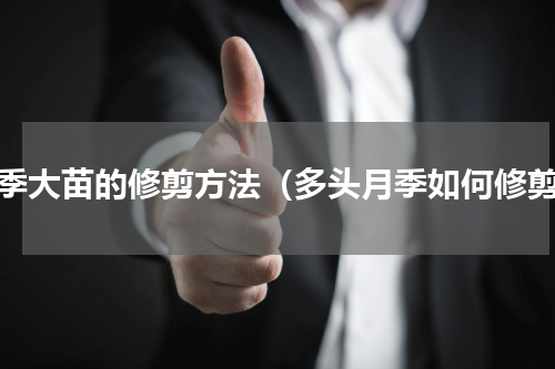 月季大苗的修剪方法（多头月季如何修剪）