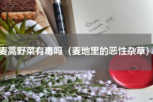 麦蒿野菜有毒吗（麦地里的恶性杂草）