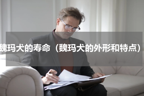 魏玛犬的寿命（魏玛犬的外形和特点）