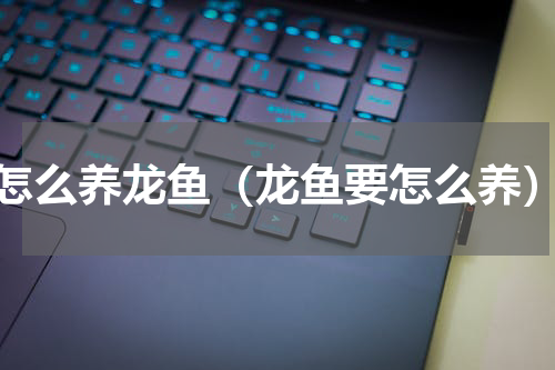怎么养龙鱼（龙鱼要怎么养）