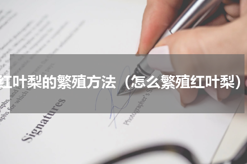 红叶梨的繁殖方法（怎么繁殖红叶梨）