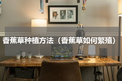 香蕉草种植方法（香蕉草如何繁殖）