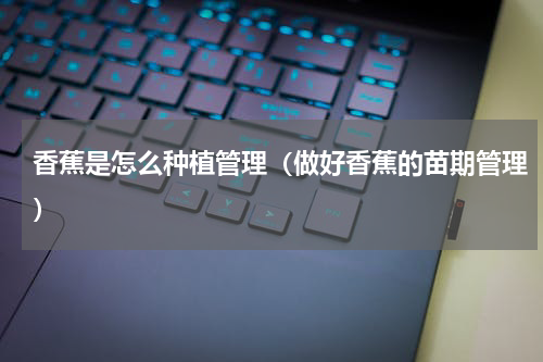 香蕉是怎么种植管理（做好香蕉的苗期管理）