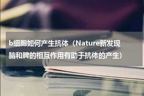 b细胞如何产生抗体（Nature新发现脑和脾的相互作用有助于抗体的产生）