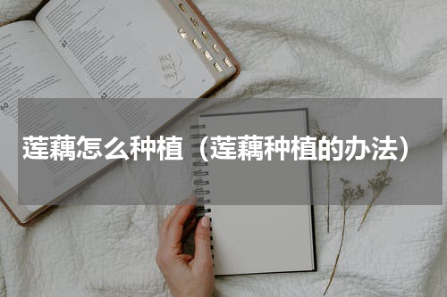 莲藕怎么种植（莲藕种植的办法）