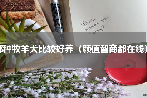 哪种牧羊犬比较好养（颜值智商都在线）