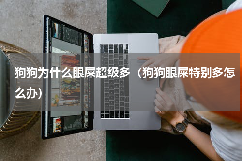 狗狗为什么眼屎超级多（狗狗眼屎特别多怎么办）