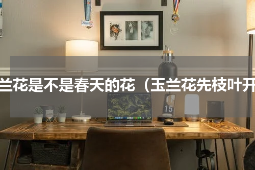 玉兰花是不是春天的花（玉兰花先枝叶开）