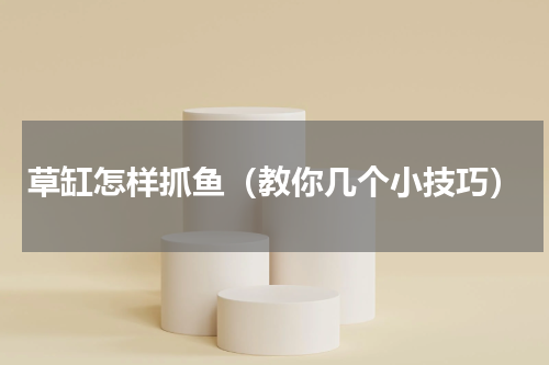 草缸怎样抓鱼（教你几个小技巧）