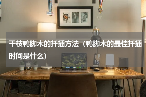 干枝鸭脚木的扦插方法（鸭脚木的最佳扦插时间是什么）